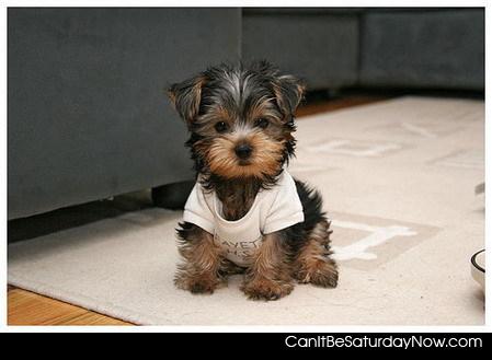 Dog in shirt - one cute dog in a shirt